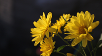 【養(yǎng)生知識】入秋菊花藥膳，美味營養(yǎng)、養(yǎng)生保??！