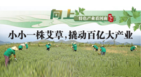 【行業(yè)資訊】向上，特色產業(yè)看河南：南陽艾區(qū)域品牌正在叫響！
