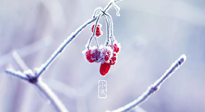 【小寒節(jié)氣】時處二三九，臘月梅花開！
