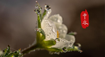 【二十四節(jié)氣灸】雨水節(jié)氣，扶陽、祛濕、調(diào)氣血，才是養(yǎng)生重點(diǎn)！艾灸，橫掃濕寒！