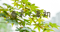 【艾灸養(yǎng)生】春末夏初：上熱下寒癥狀，補不如疏通淤堵，試試艾灸吧！