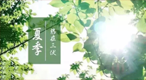 【艾灸三伏天】今年三伏不一般，仙草小助理建議大家早作準備哦！