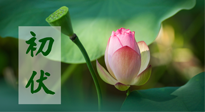 【三伏天】初伏將至，“蒸煮”模式開啟！想要健康，這四類食物別錯過??！